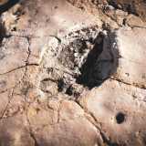...quando l�animale poggiava la zampa sui detriti e poi la sollevava, rialzava infatti una certa quantit� di sedimenti che andavano a posarsi sul bordo dell�impronta lasciata. Ci� dimostra che queste non sono semplici buche nella roccia calcarea